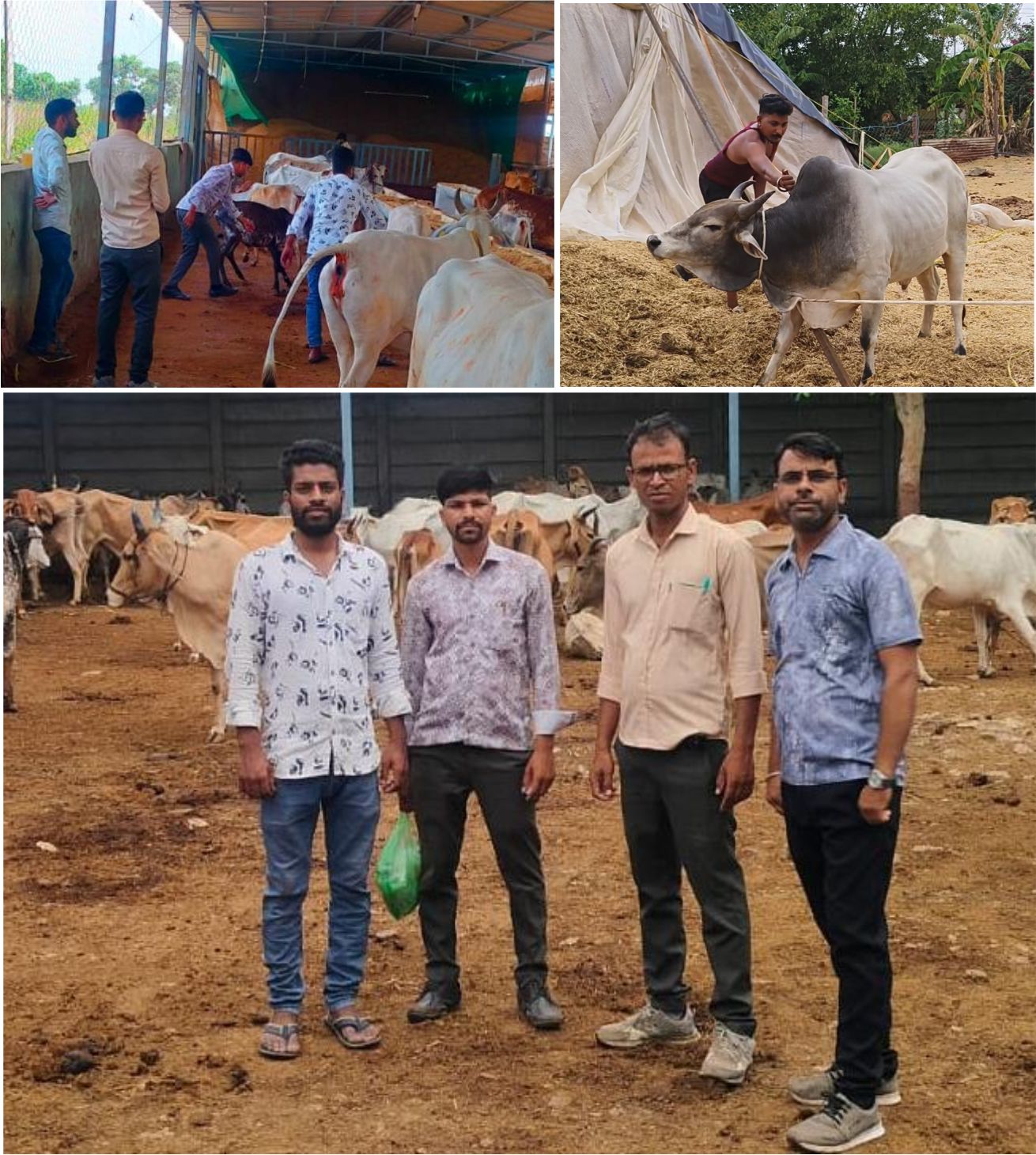 अरावली गौशाला में वर्षाकाल पूर्व ब्लैक क्वार्टर (BQ) टीकाकरण सम्पन्न