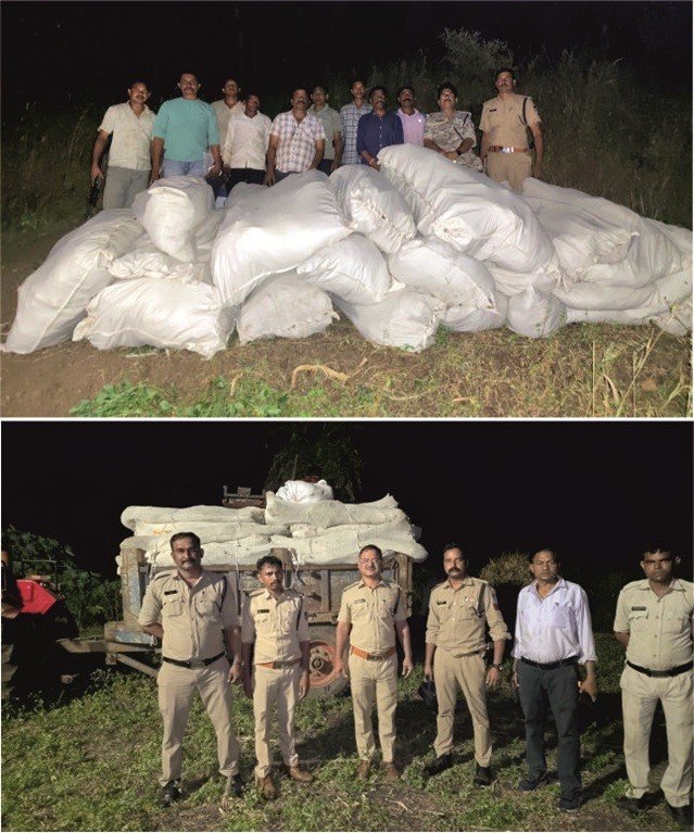 नीमच और धार में अवैध गांजे की खेती का भंडाफोड़, 34 क्विंटल से अधिक पौधे जब्त