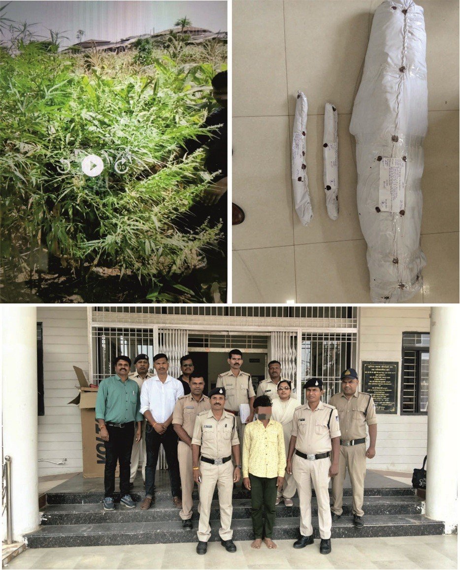 मक्का की बाड़ी में उगा रखे थे गांजे के पौधे, बोरदेही पुलिस ने आरोपी को किया गिरफ्तार