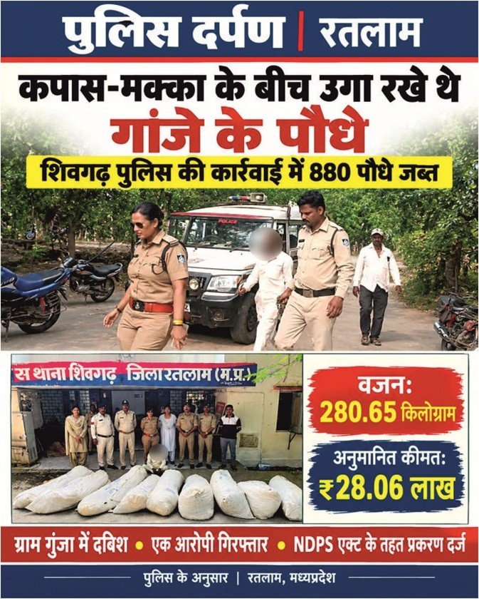 कपास-मक्का की फसल के बीच उगा रखे थे गांजे के पौधे, 28 लाख रुपये से अधिक का माल जब्त