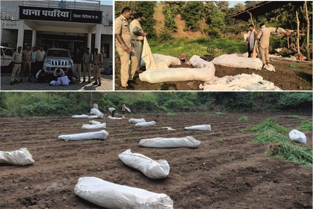 मध्यप्रदेश में नशे के खिलाफ बड़ी कार्रवाई, तीन जिलों से 7,665 गांजे के पौधे जब्त